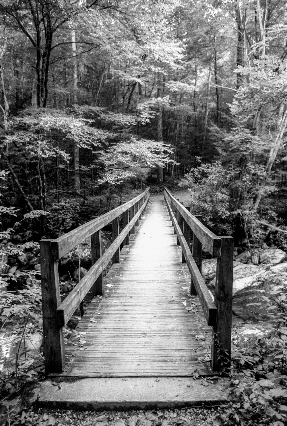 a black and white photo of a bridge in the woods