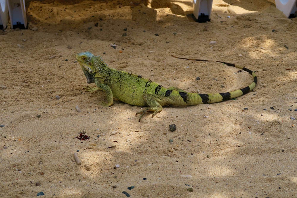 a lizard sitting in the sand on a sunny day