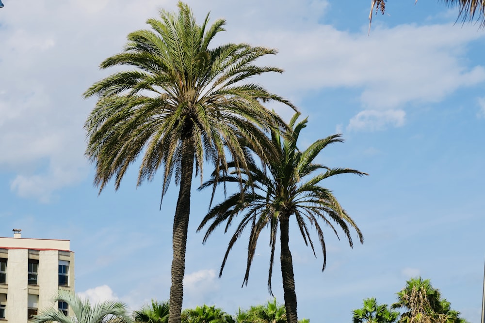 a couple of palm trees sitting next to a tall building