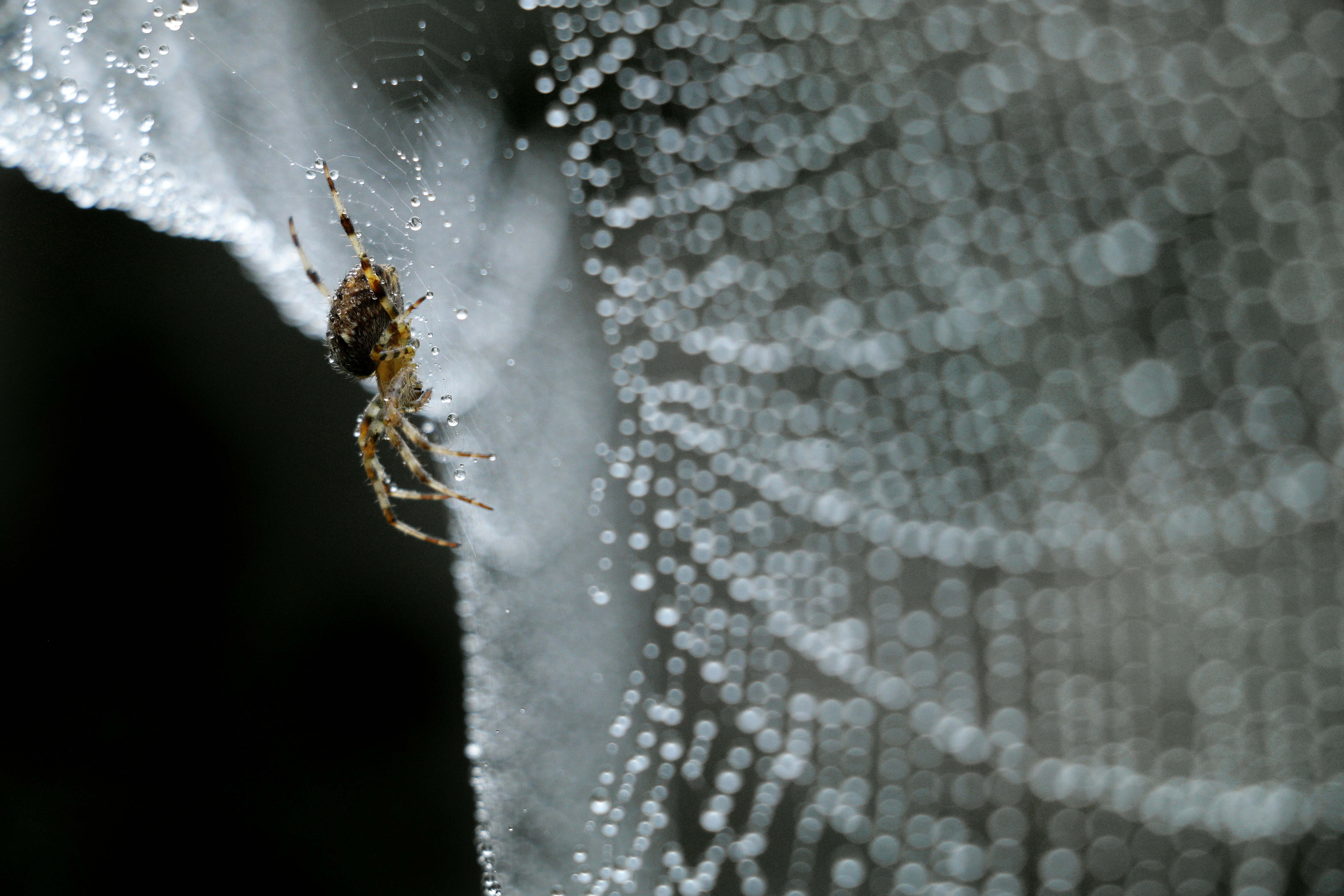 Can You Recommend Some Tree-dwelling Spider Species Suitable For Captivity?