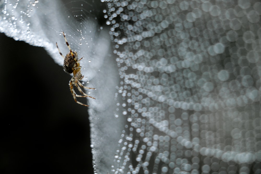 a close up of a spider on a spider web