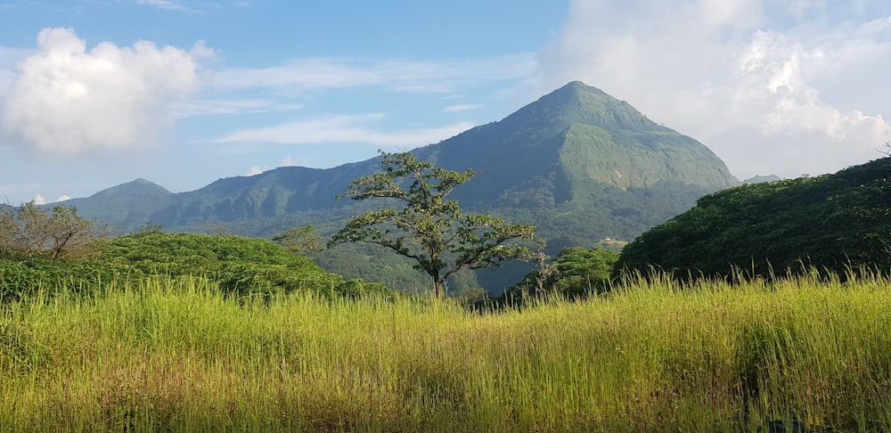 a grassy field with a mountain in the background