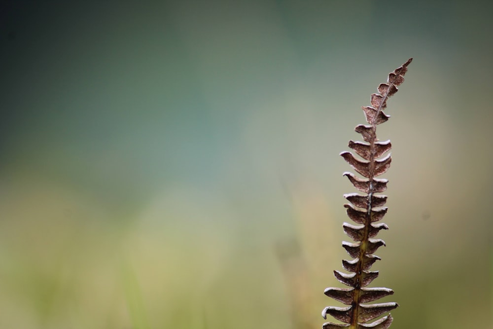 a close up of a plant with a blurry background