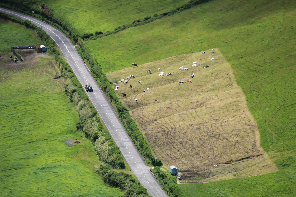 Aerial view of cattle moving through open pasture