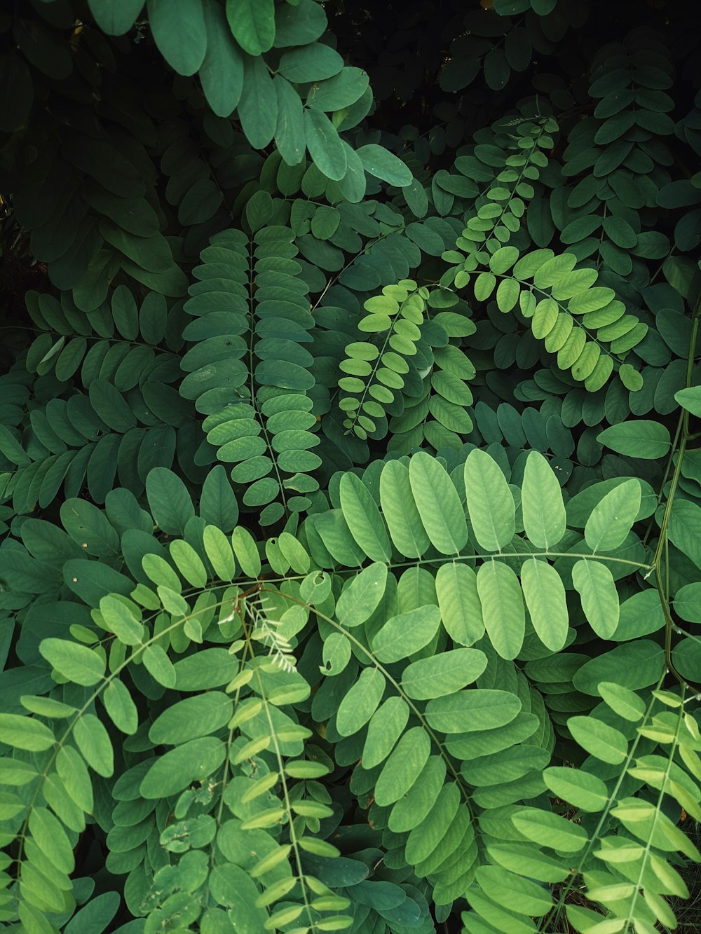 a close up of a bunch of green leaves