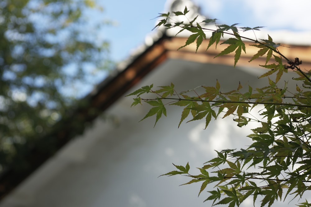 a close up of a leafy tree next to a building