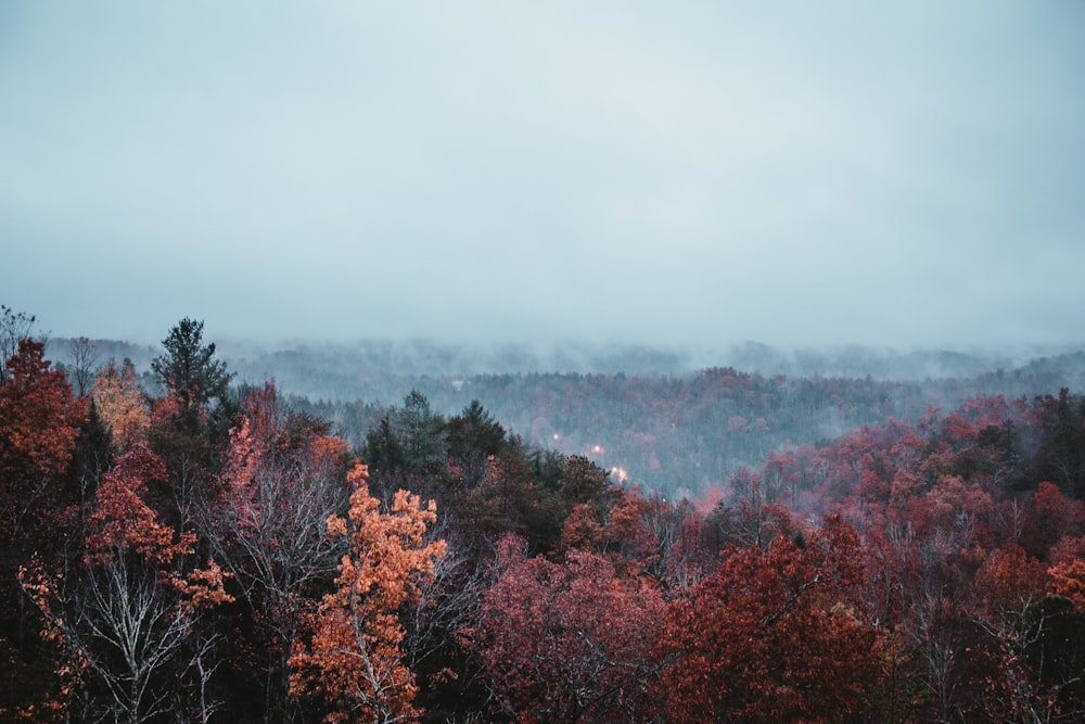 a forest filled with lots of trees covered in fog