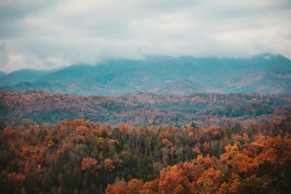 a scenic view of a mountain range with trees in the foreground