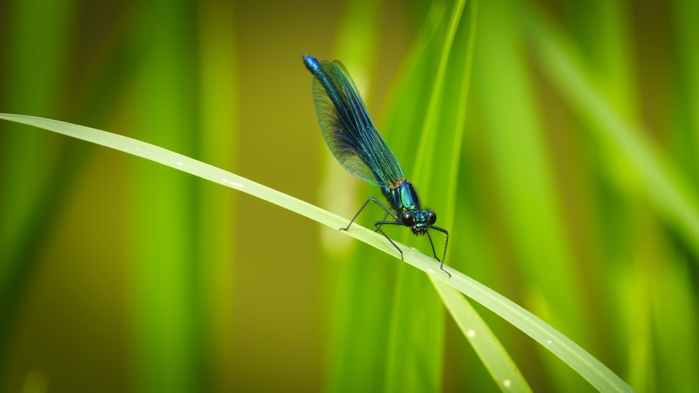 a blue dragonfly resting on a blade of grass