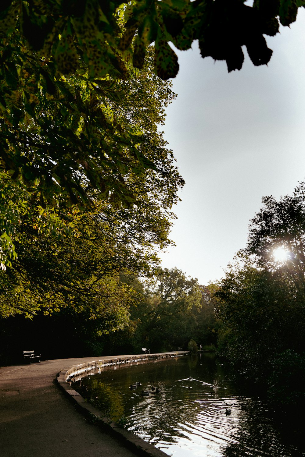 the sun shines through the trees over the water