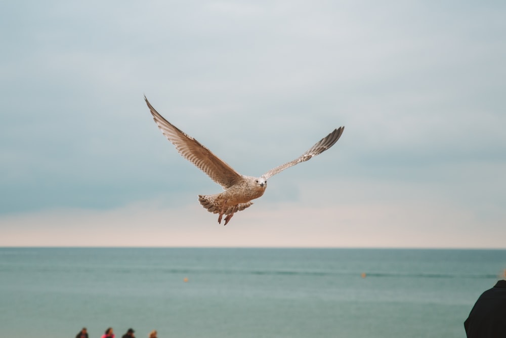 a large bird flying over a beach next to the ocean