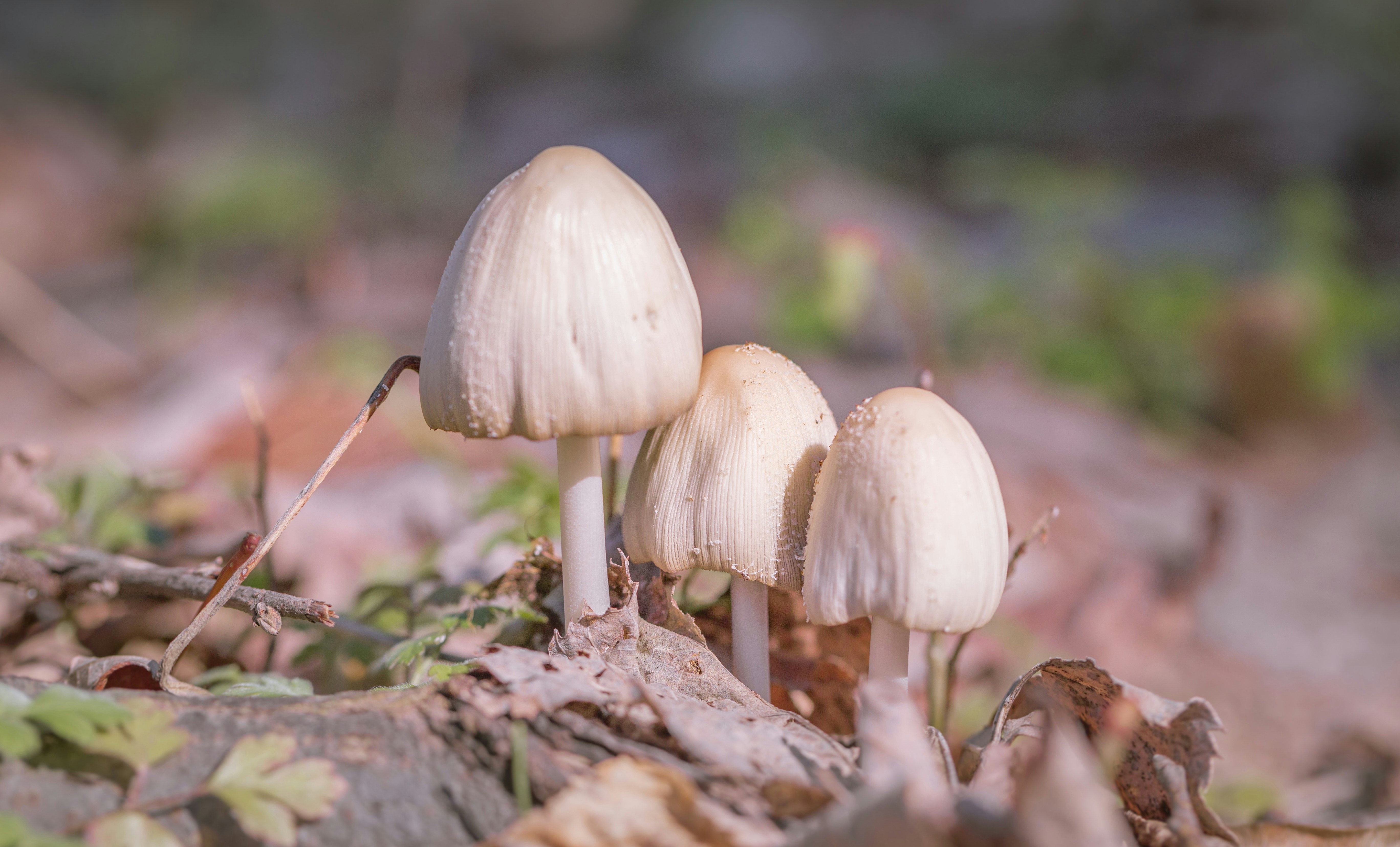 Photo by blooddrainer