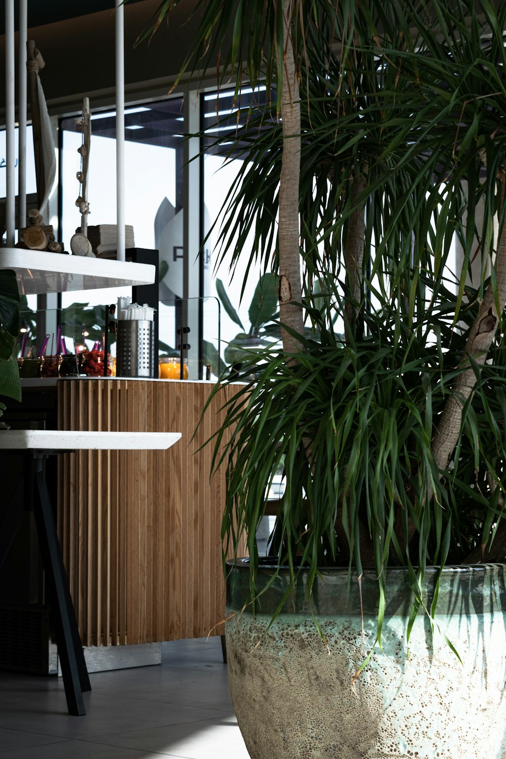 a large potted plant sitting next to a counter