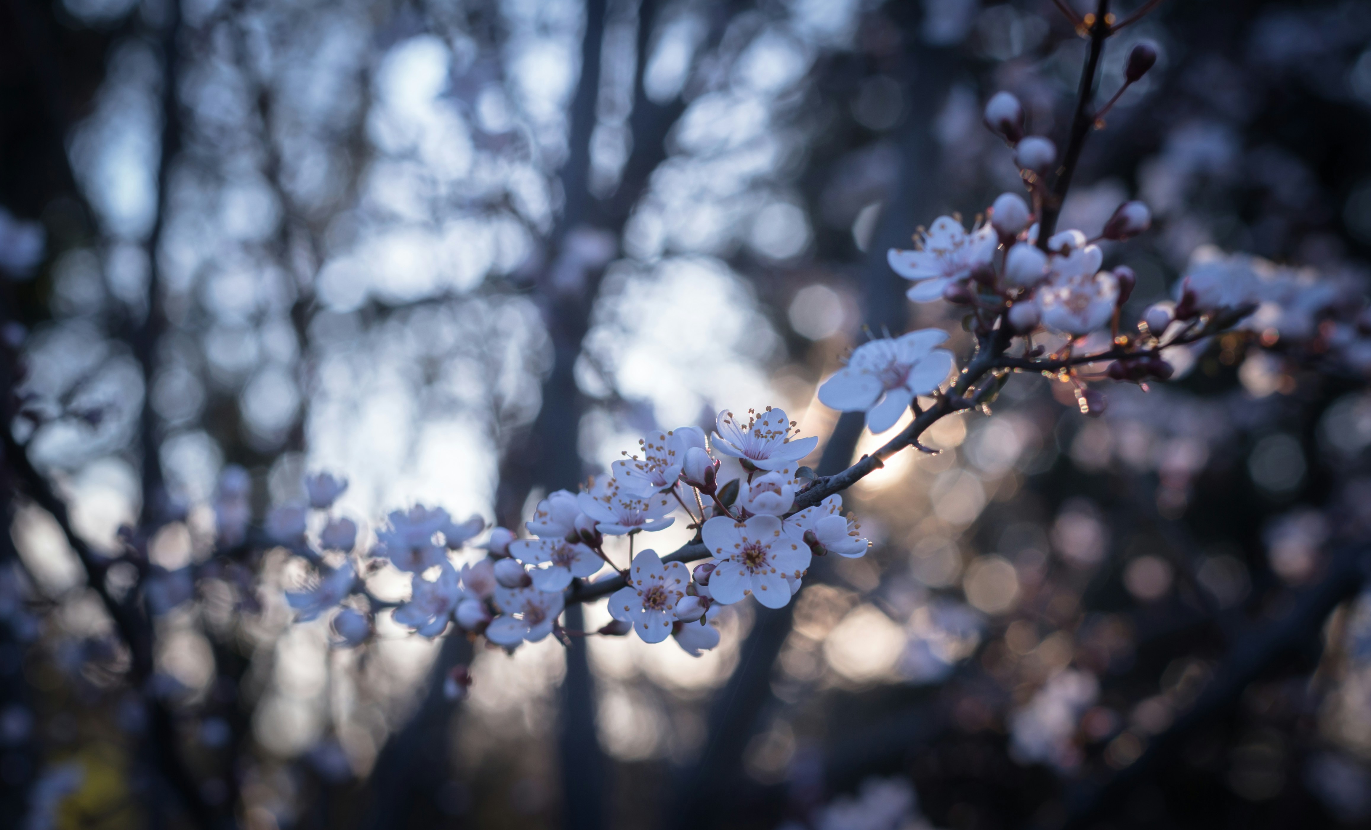 Photo by blooddrainer