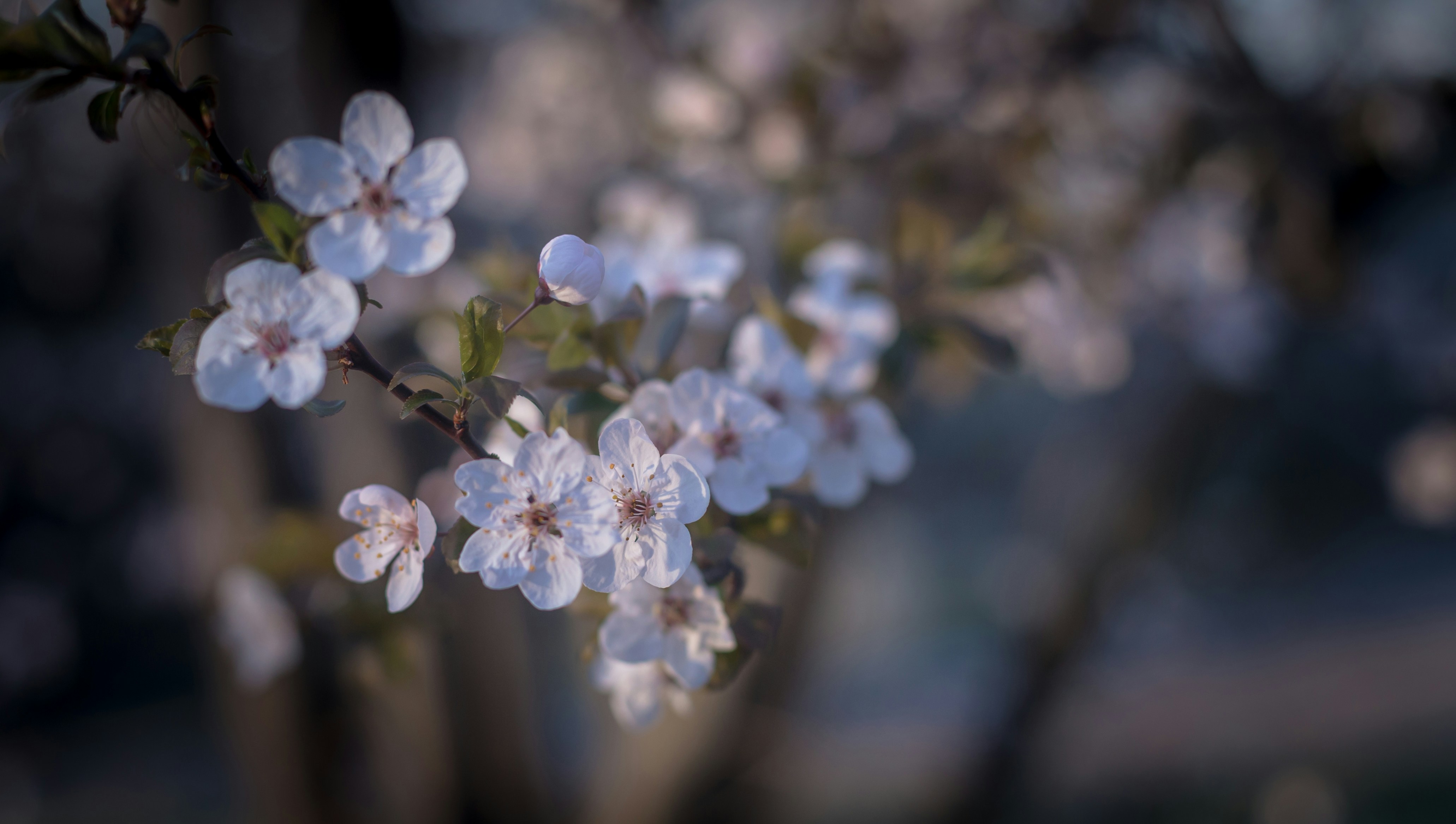 Photo by blooddrainer