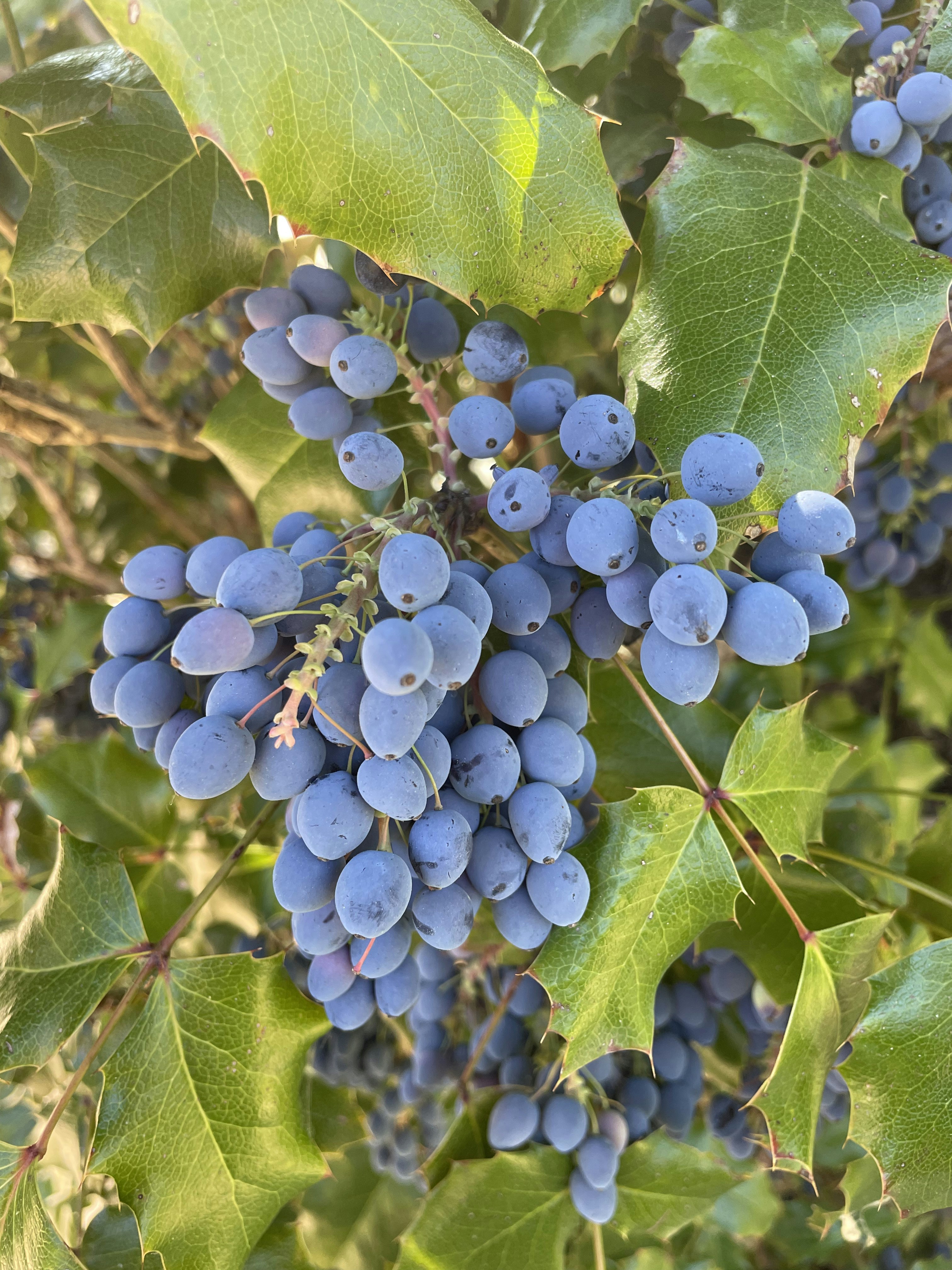 a bunch of blue berries hanging from a tree
