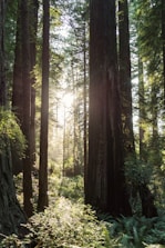 the sun is shining through the trees in the forest