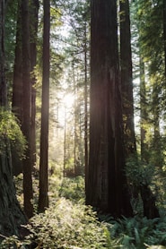the sun is shining through the trees in the forest