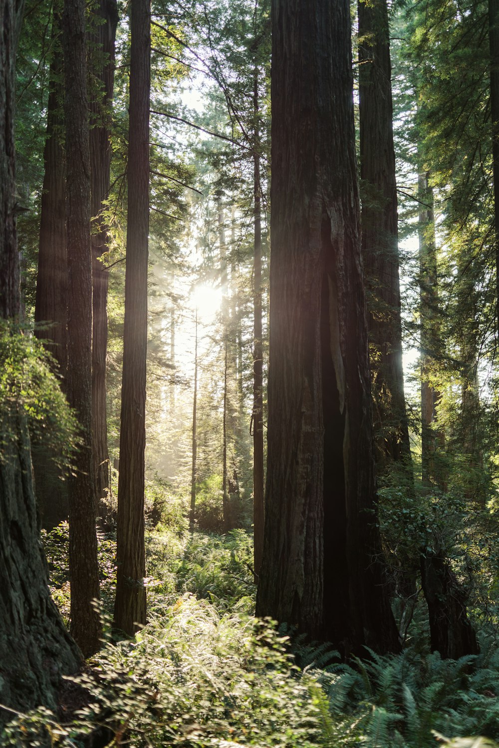 o sol está brilhando através das árvores na floresta