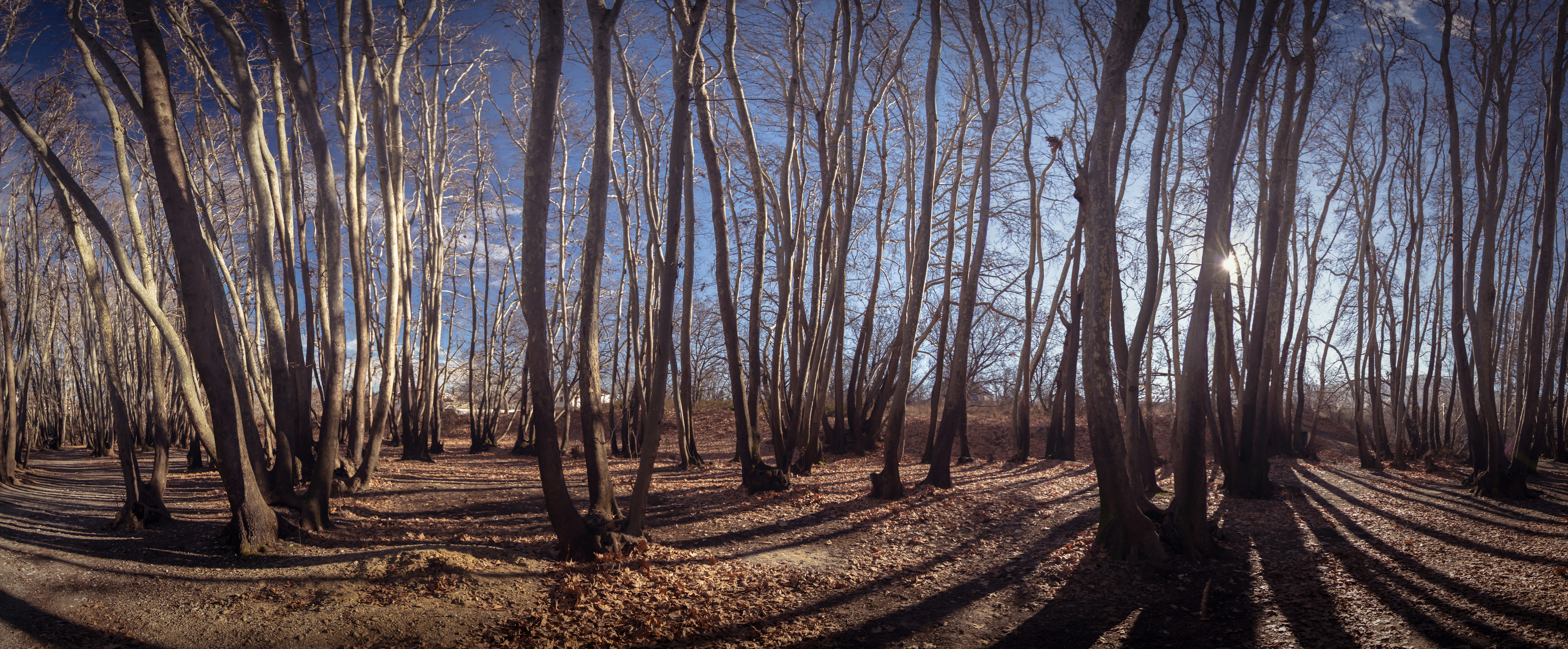 Photo by blooddrainer