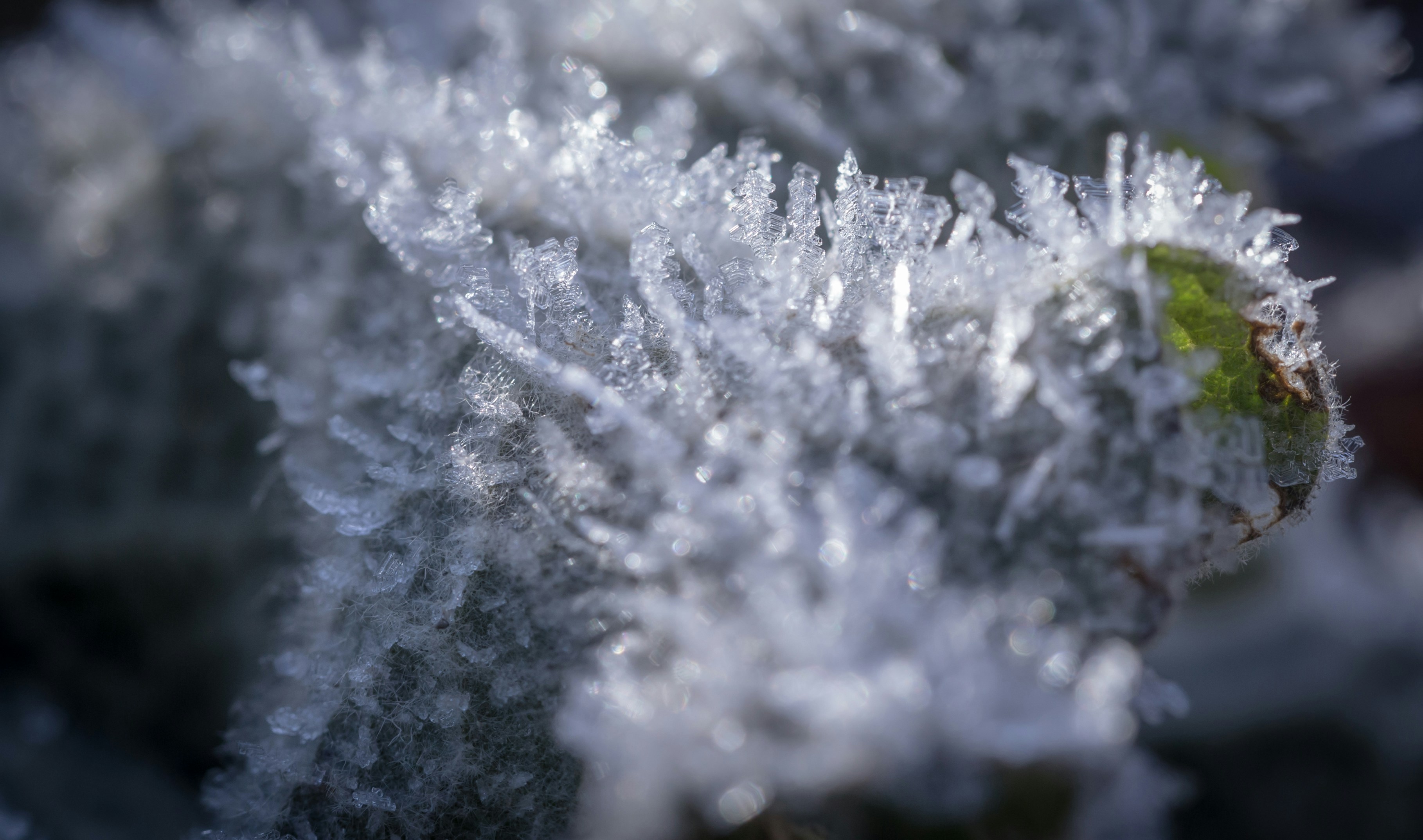 Photo by blooddrainer