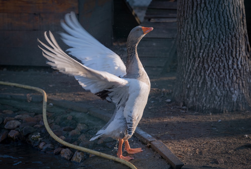 a goose flaps its wings while standing on the ground