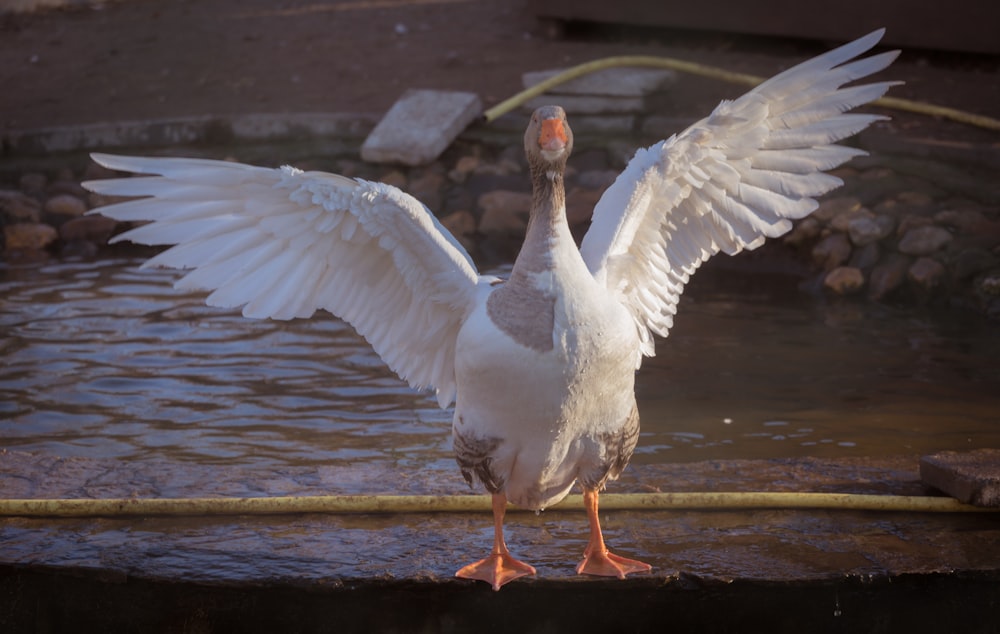 a large white bird with its wings spread