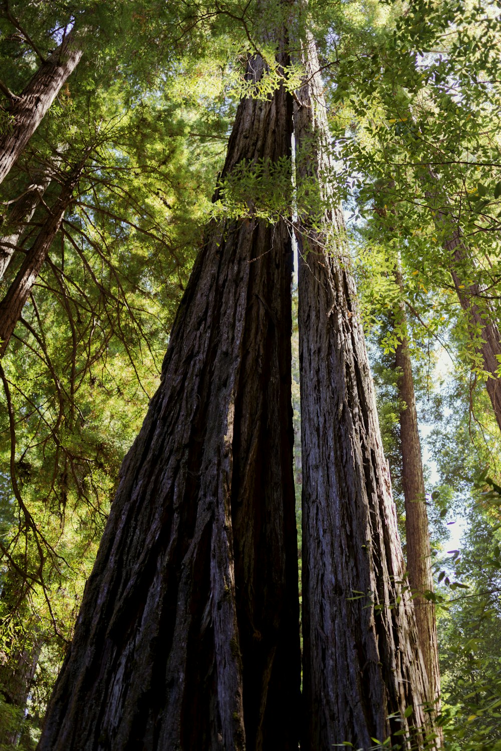 a tall tree standing in the middle of a forest