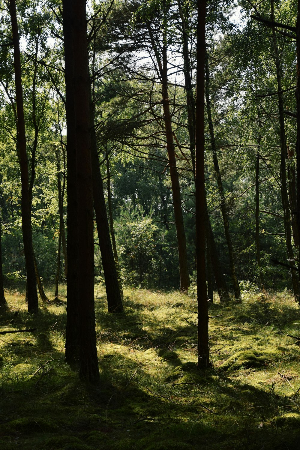 the sun shines through the trees in the forest