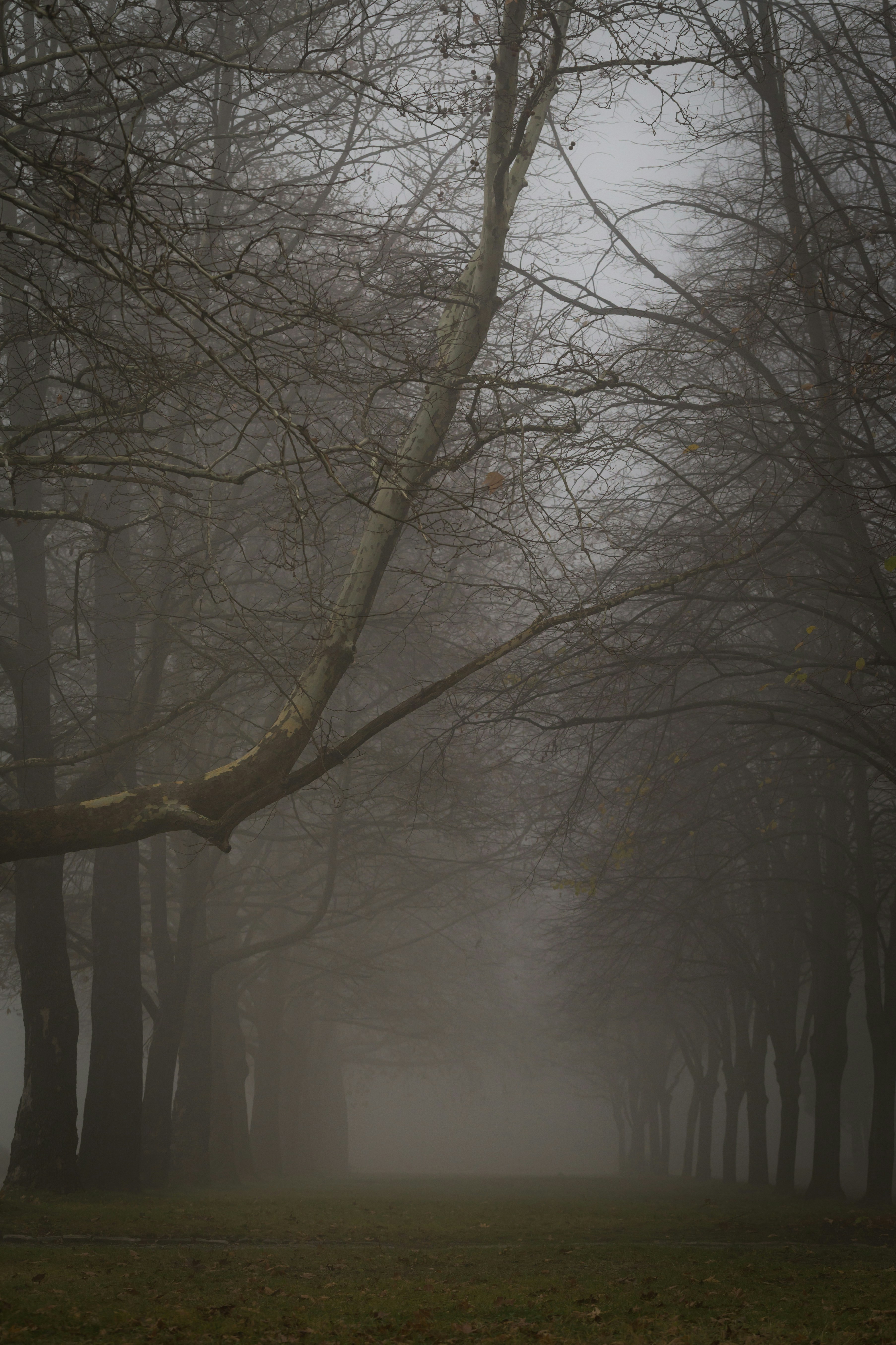 Photo by blooddrainer