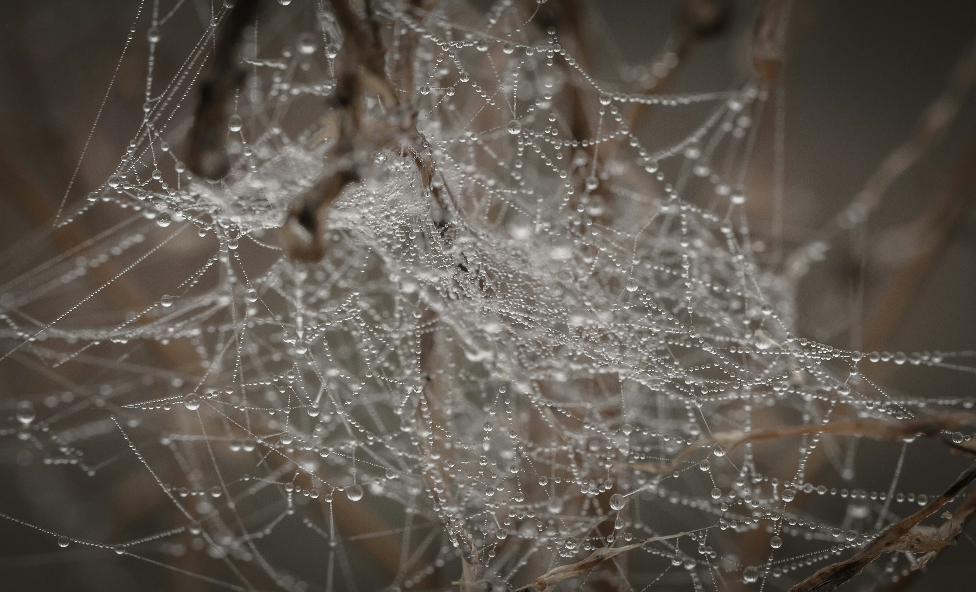 Photo by blooddrainer