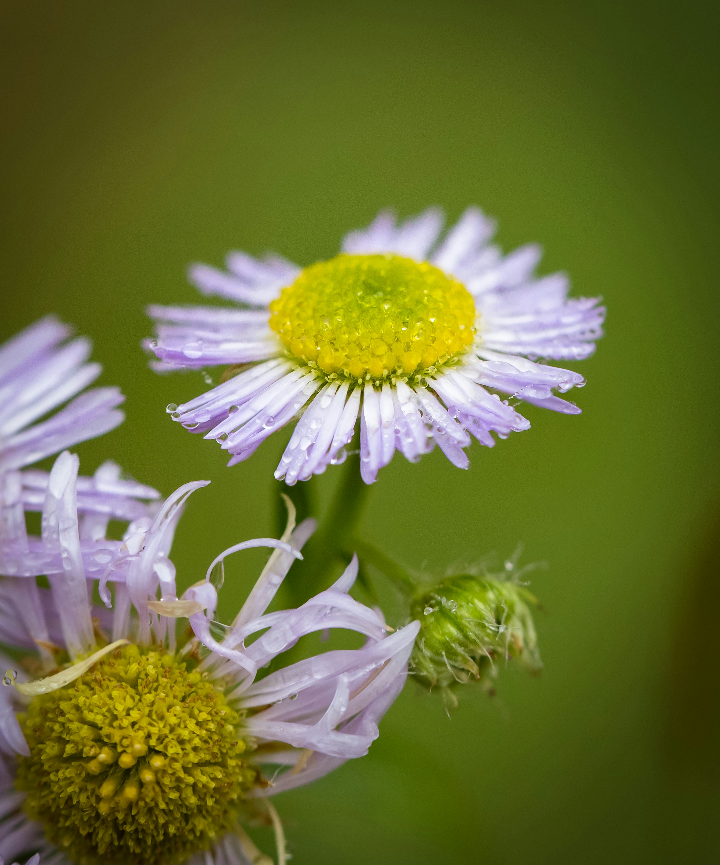 Photo by blooddrainer