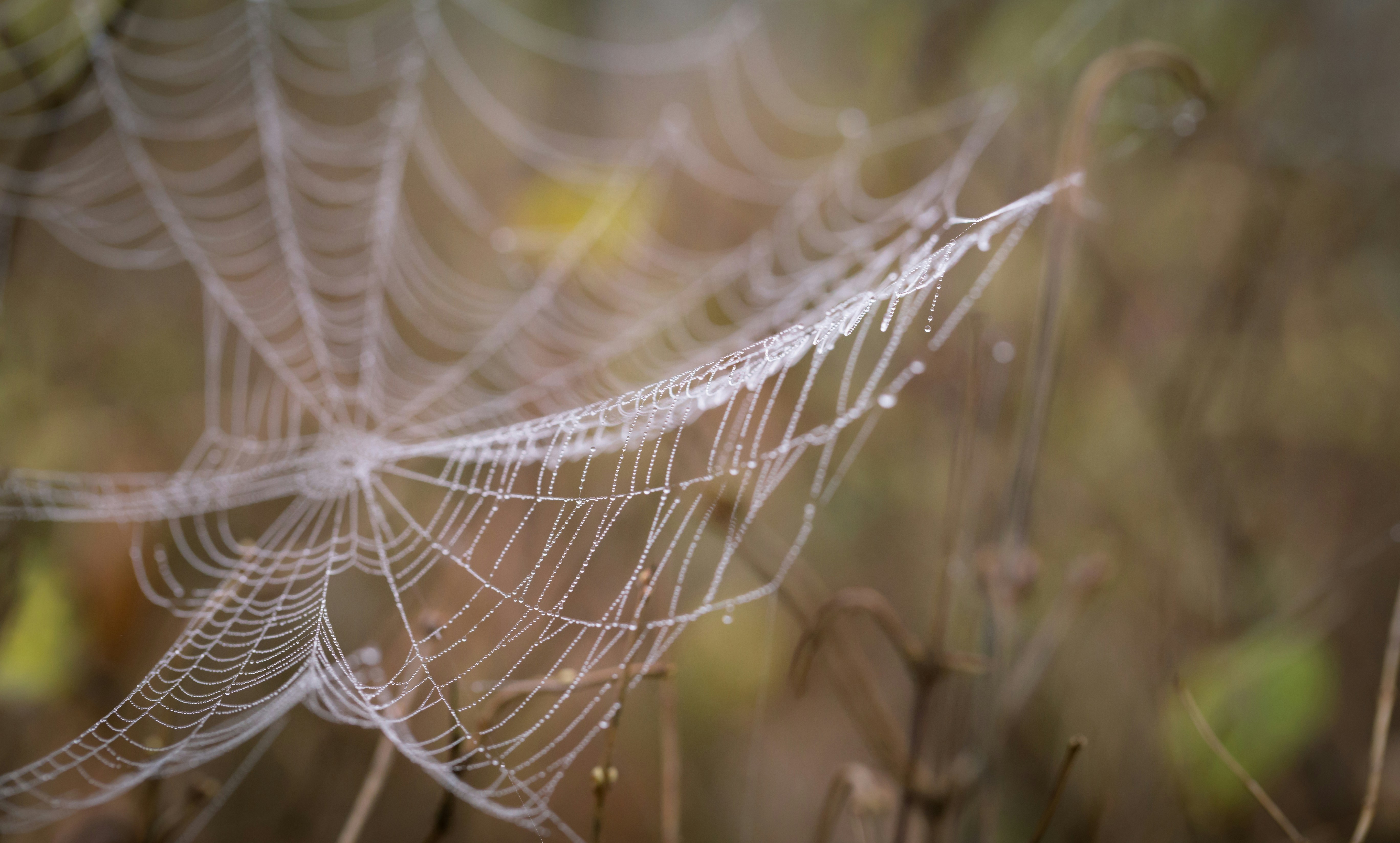 Photo by blooddrainer