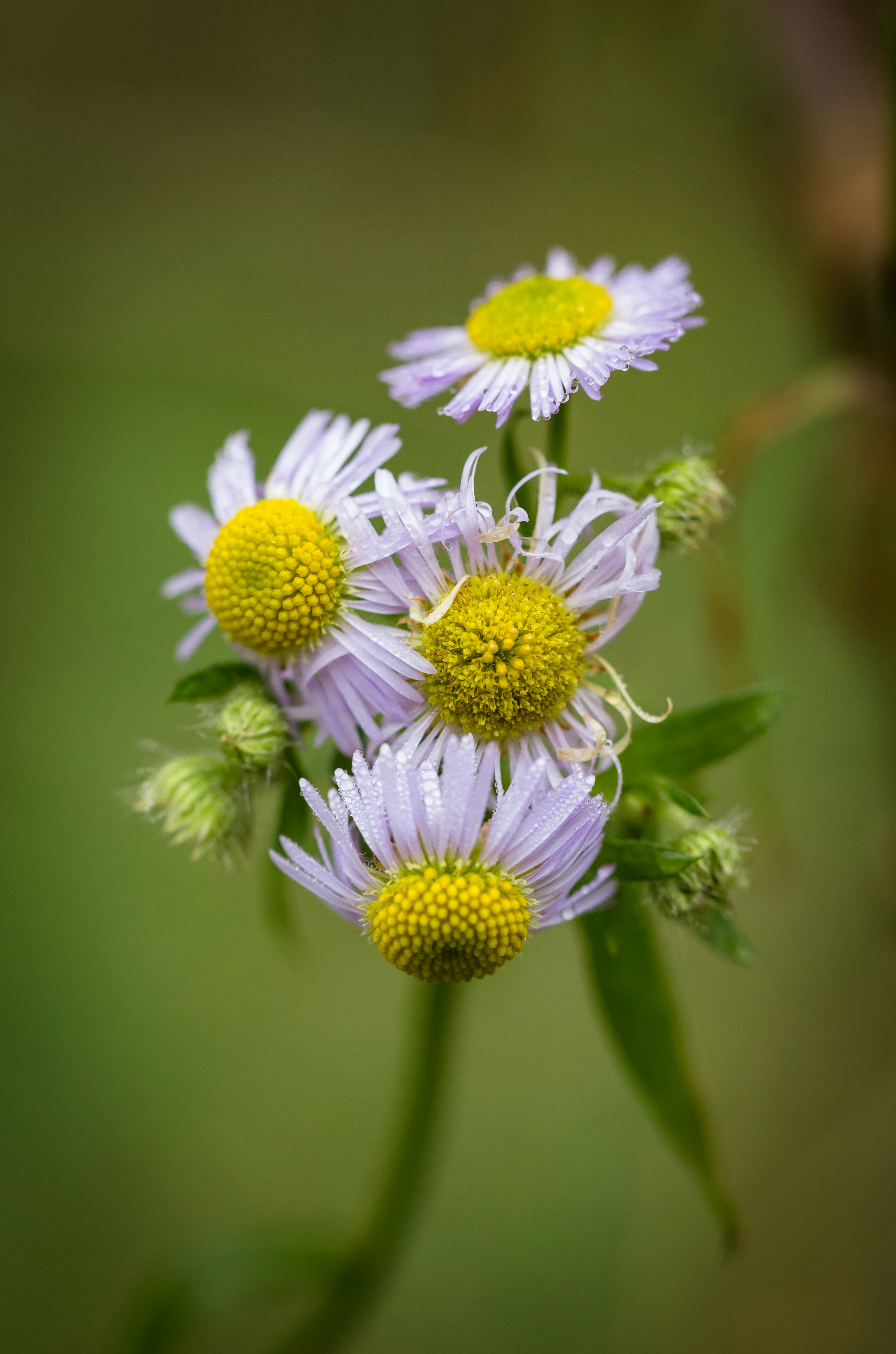 Photo by blooddrainer