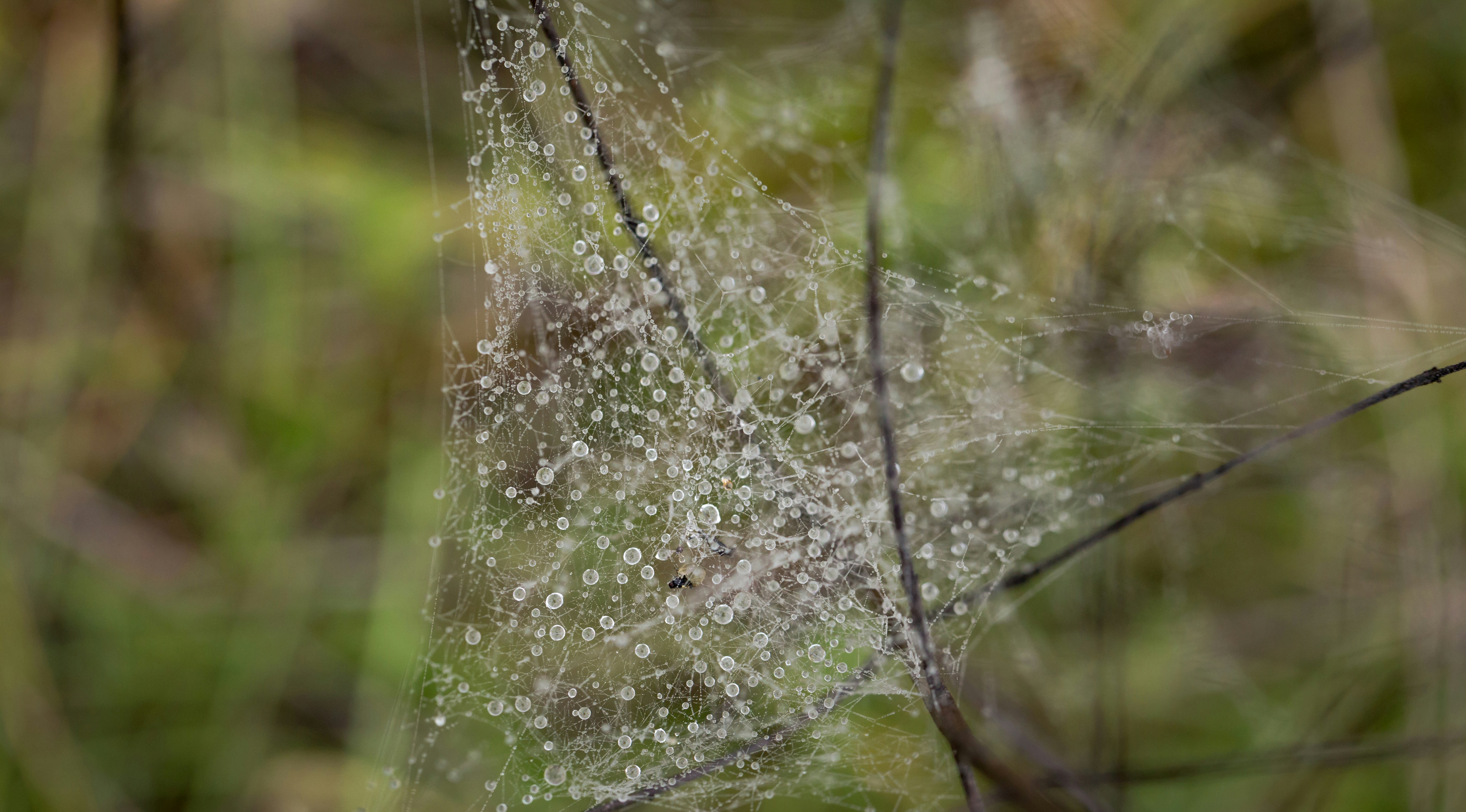 Photo by blooddrainer