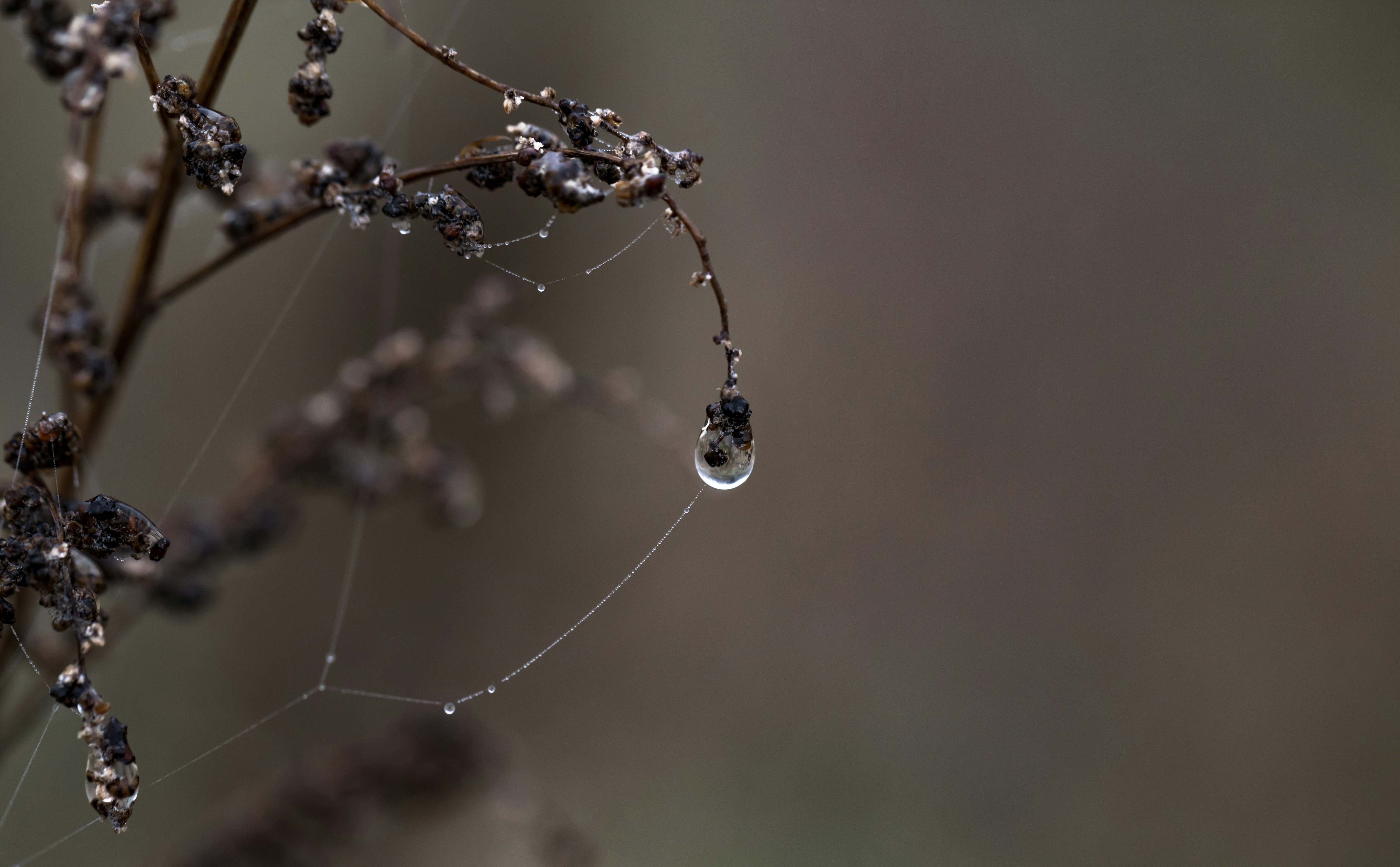 Photo by blooddrainer