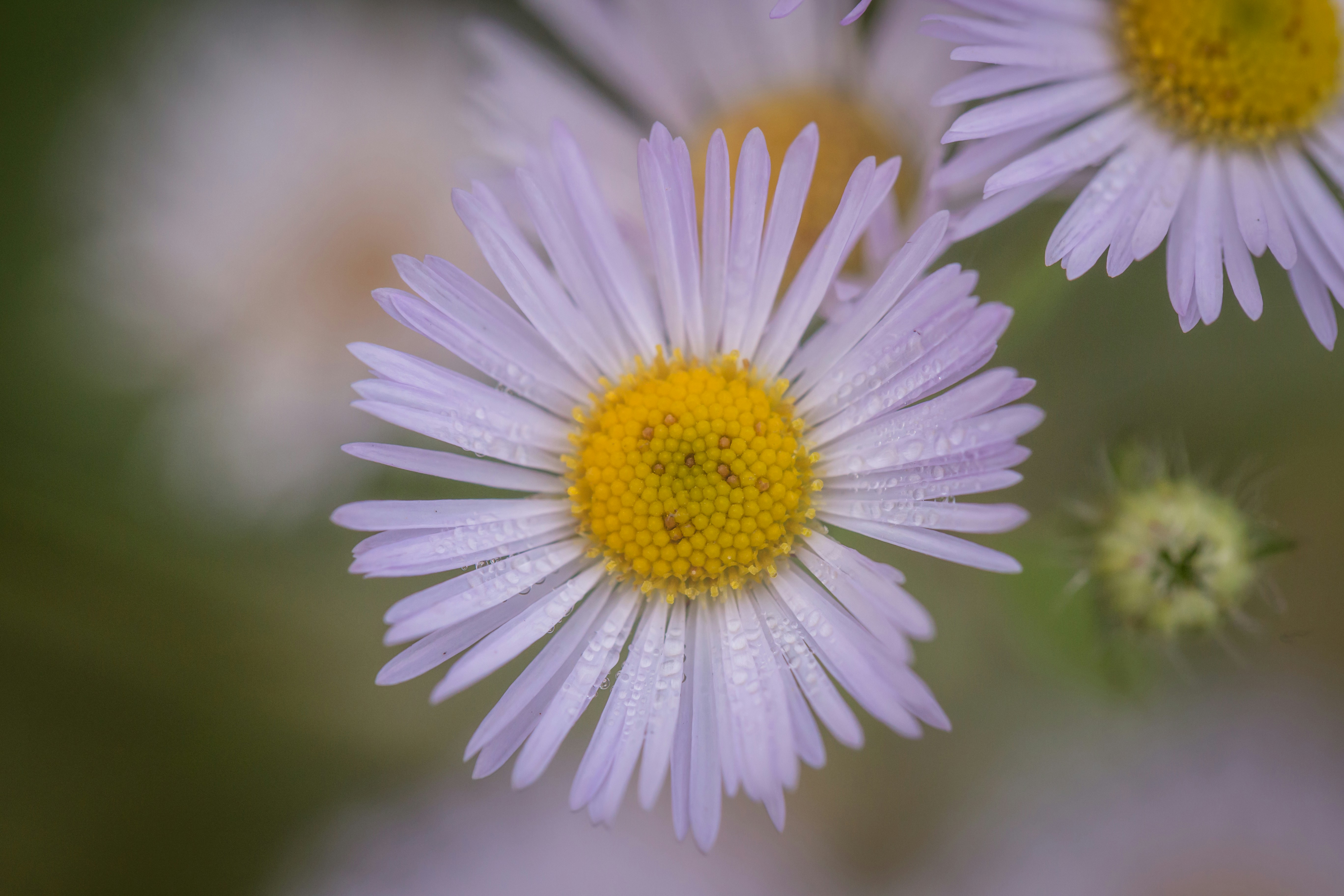 Photo by blooddrainer