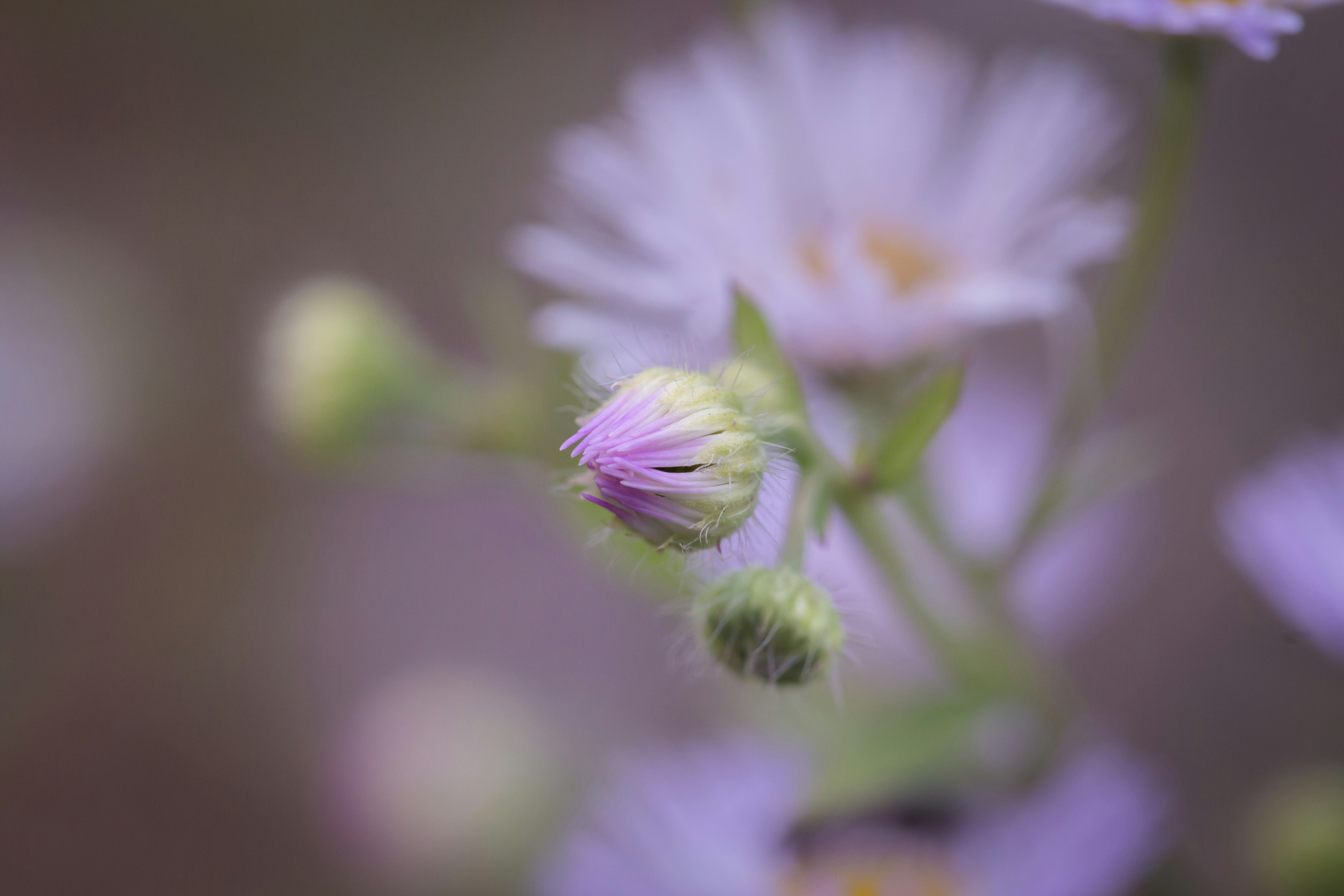 Photo by blooddrainer