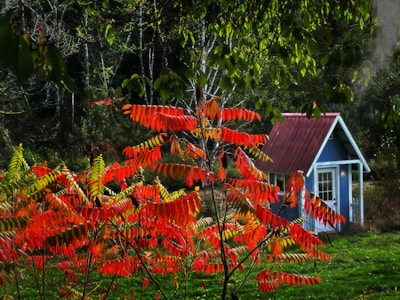 Cozy cottage surrounded by fall foliage in Central New York.