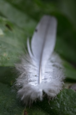a white feather resting on a green leaf