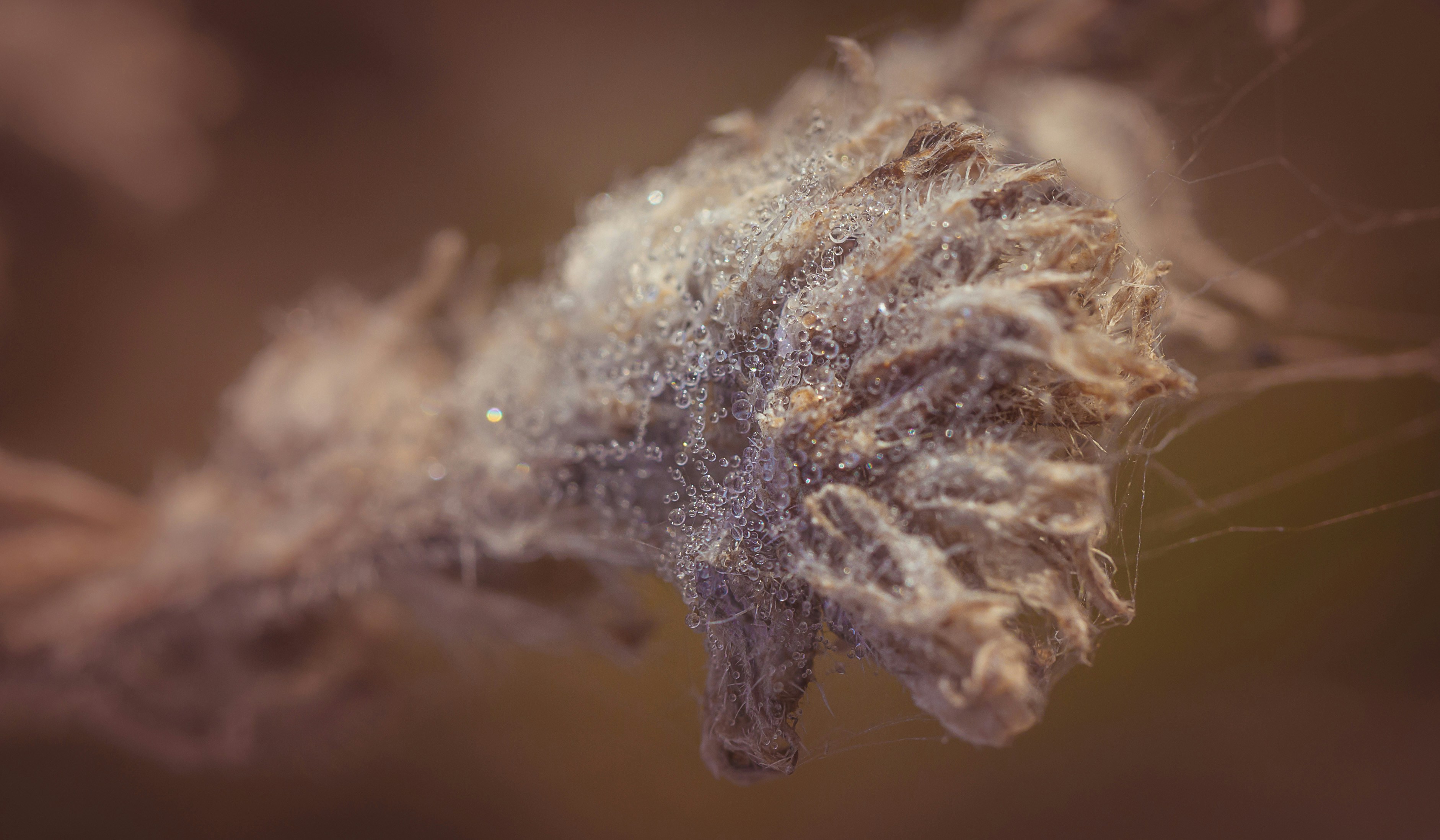 Photo by blooddrainer