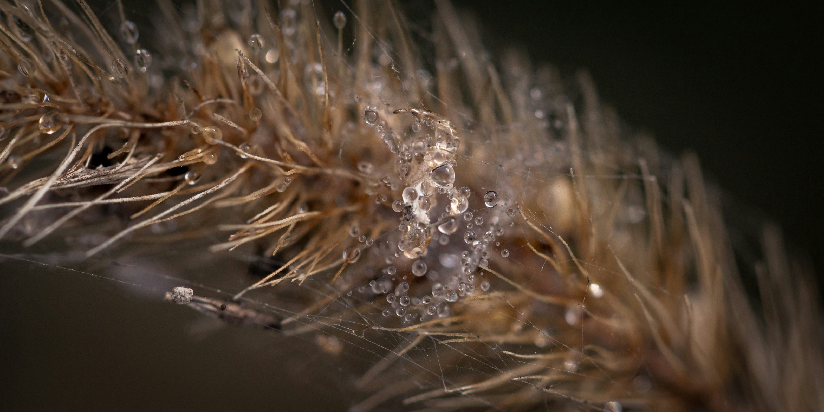 Photo by blooddrainer