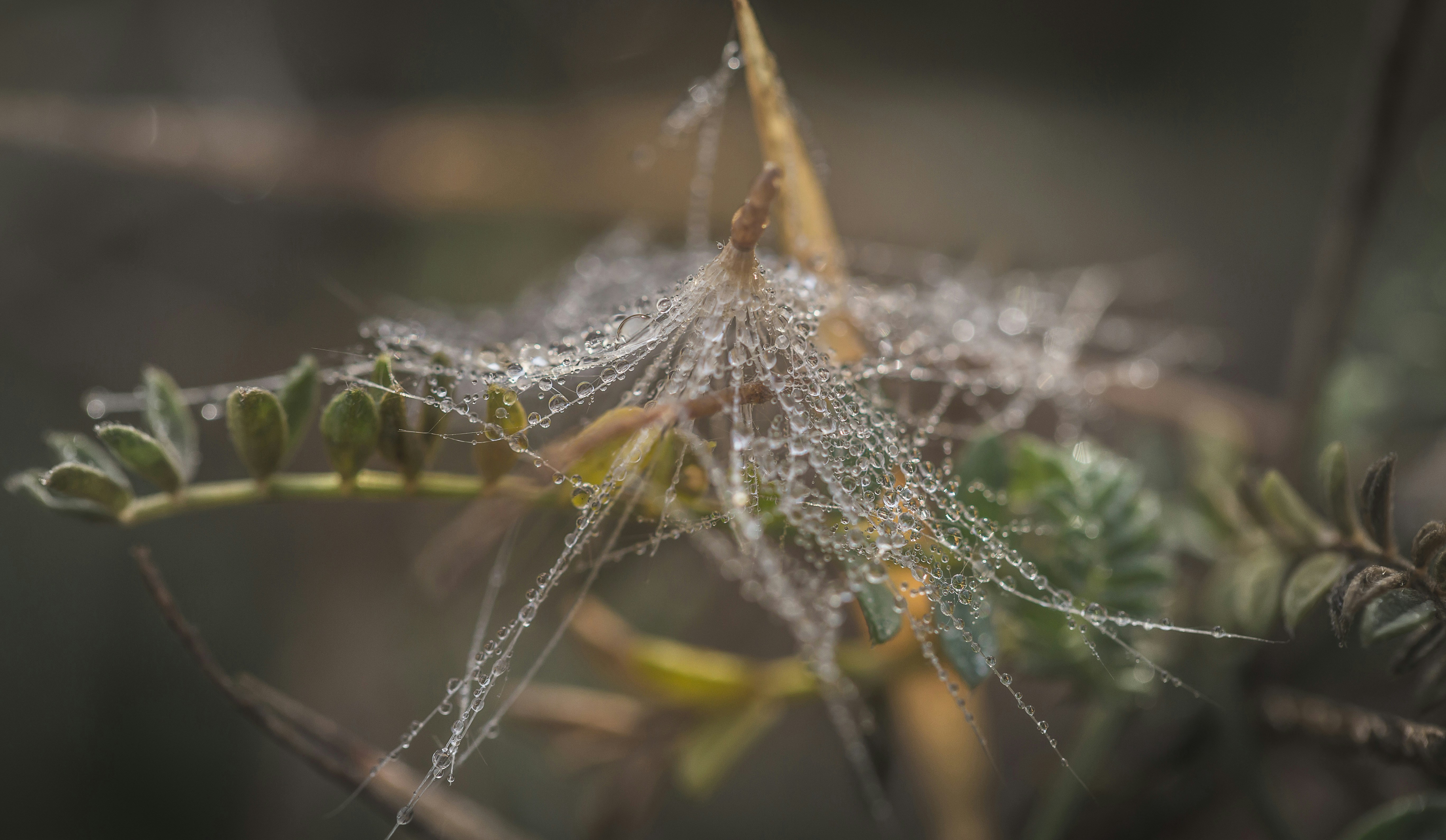 Photo by blooddrainer