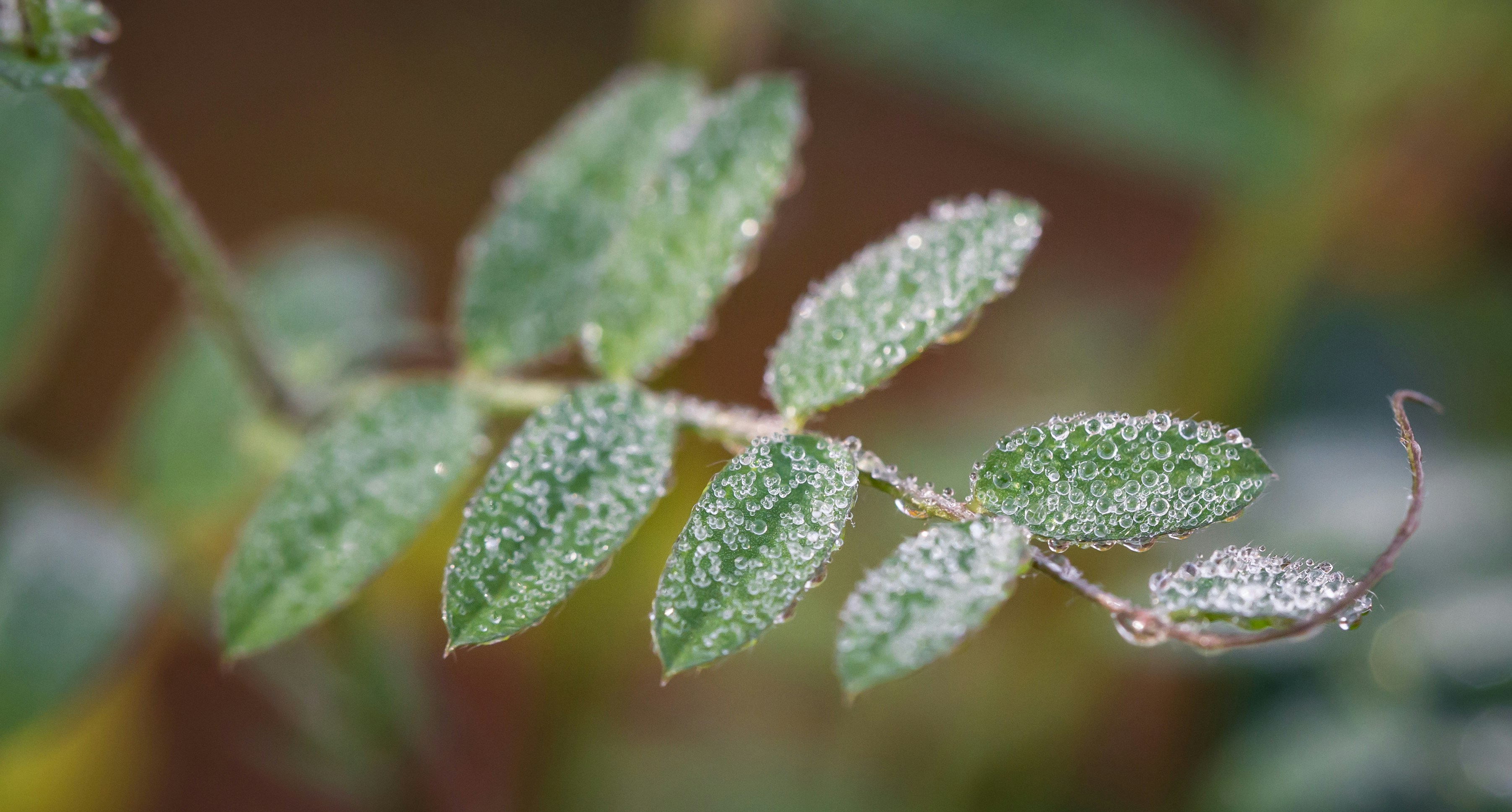 Photo by blooddrainer