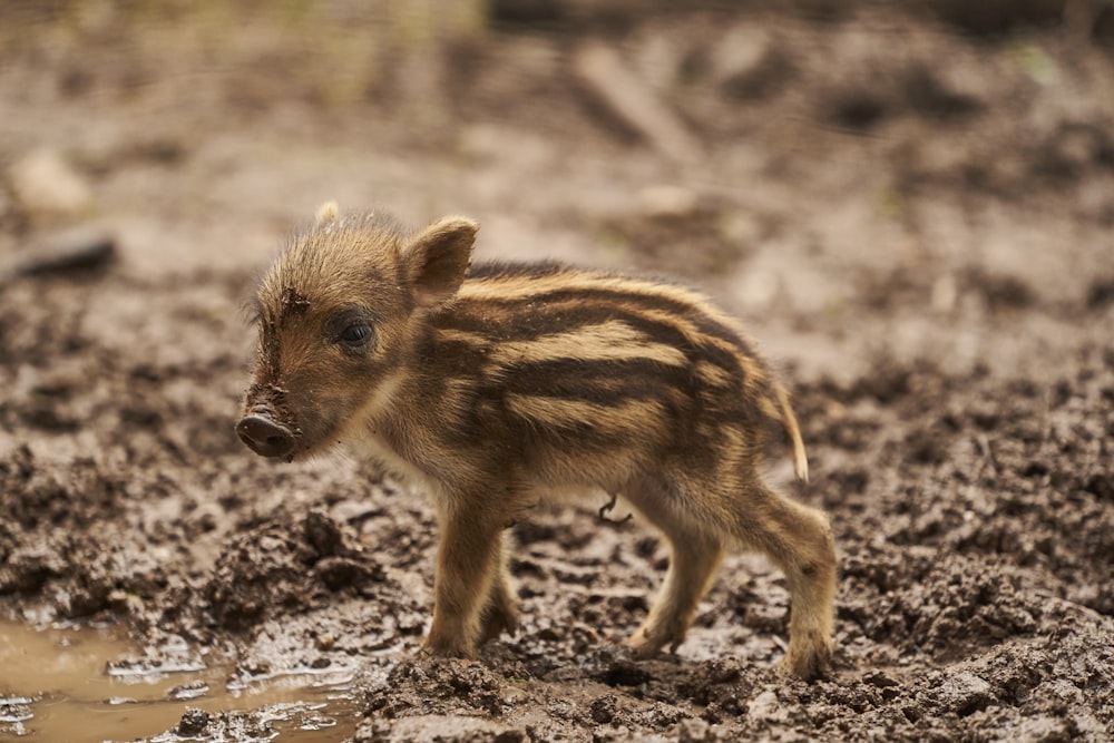 a small baby boar standing in a muddy field