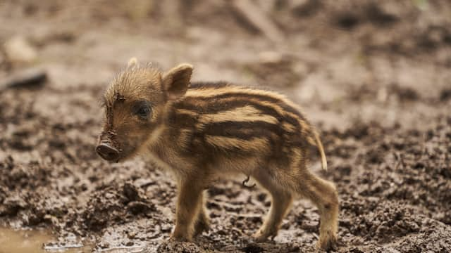 Spahnferkel