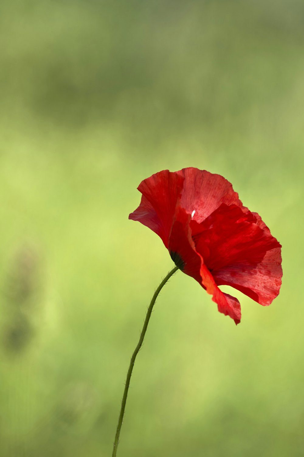 a single red flower with a blurry background