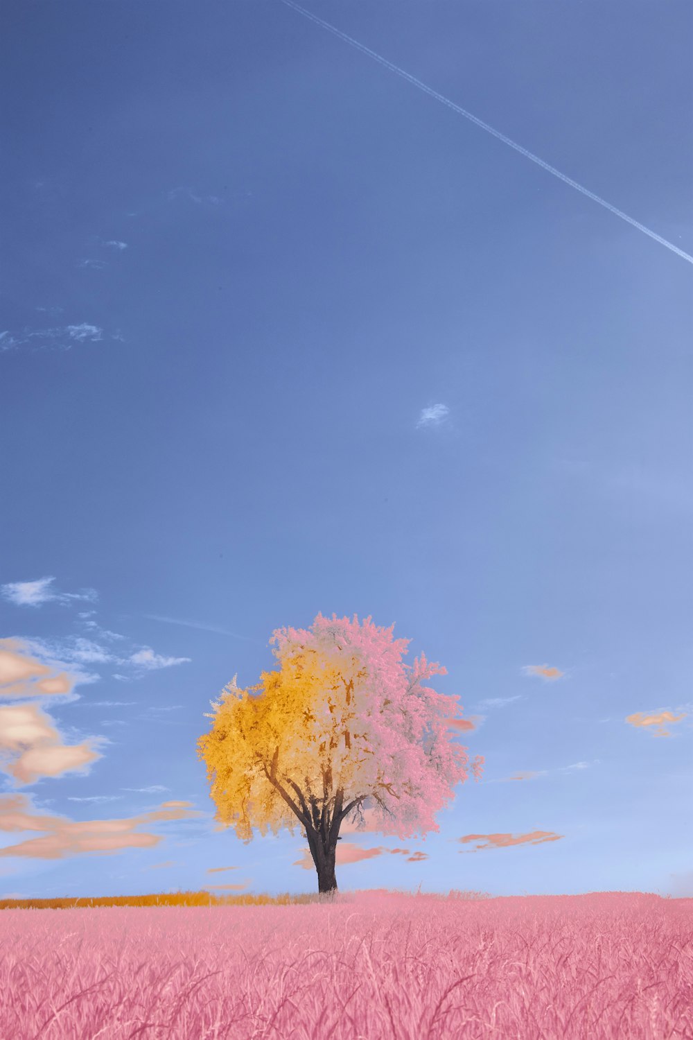 a lone tree in a pink field under a blue sky