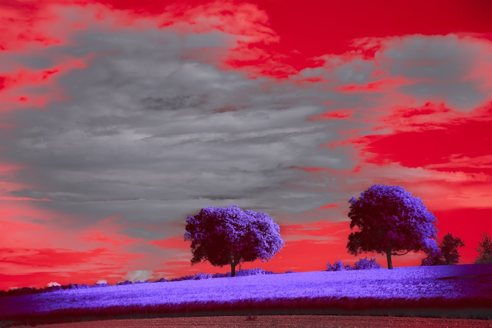 two trees in a field with a red sky in the background