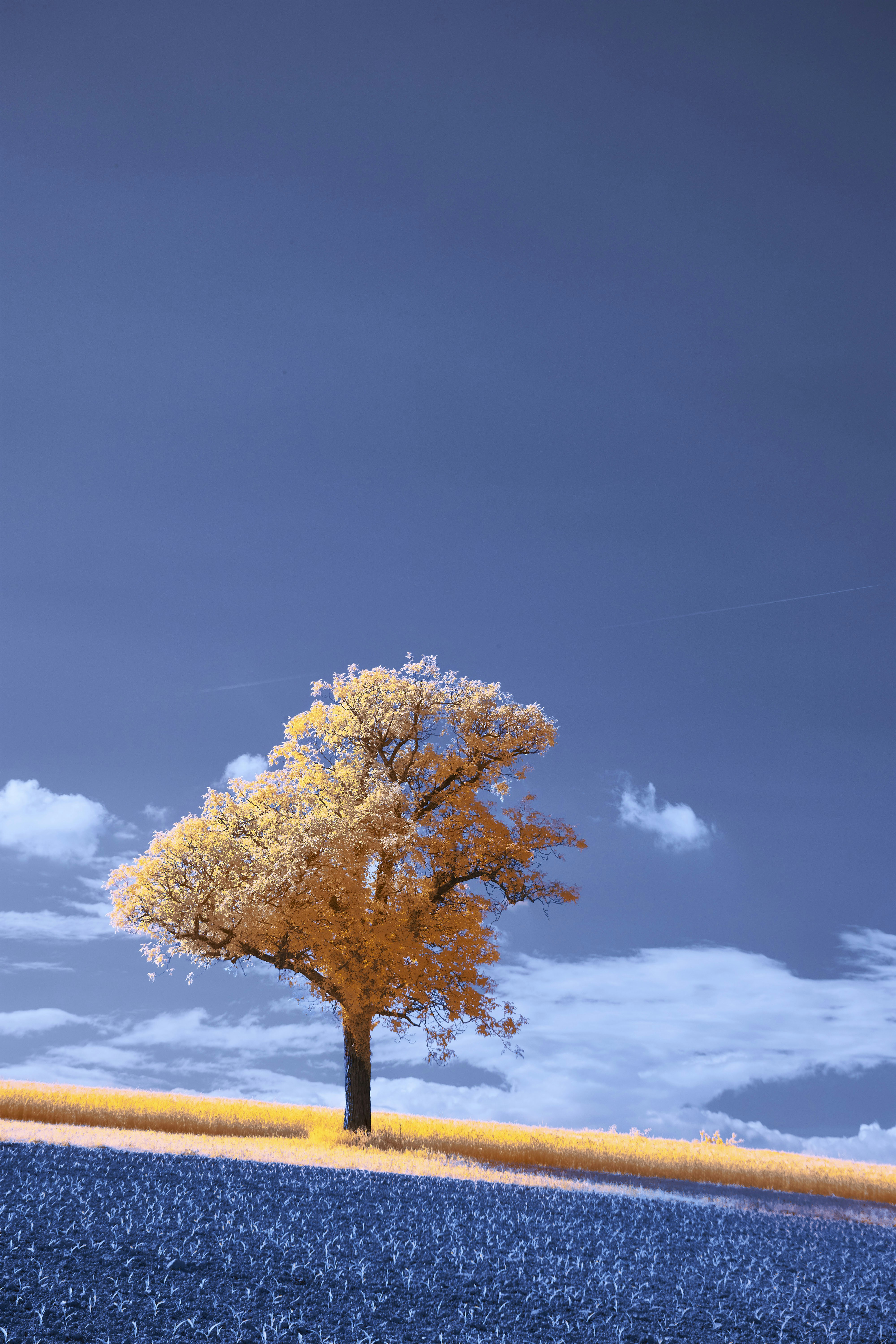 Photo by wolfgang_hasselmann